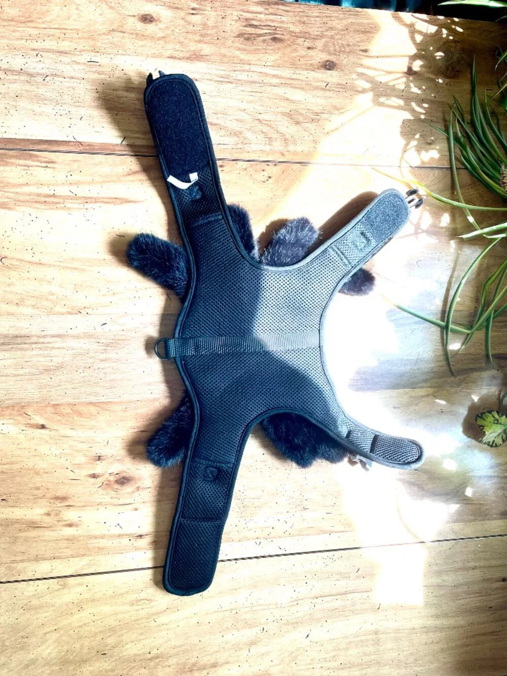 Dog Spider Halloween Costume & Harness